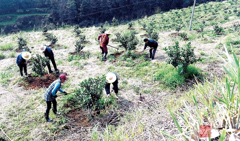 图文：种植砂糖橘农民喜增收