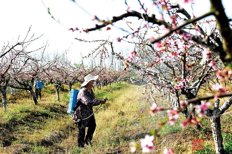 图文：花开春意浓 果农春管忙