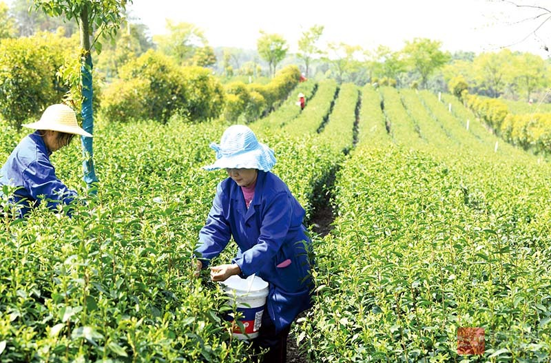 图文：千亩春茶采摘忙