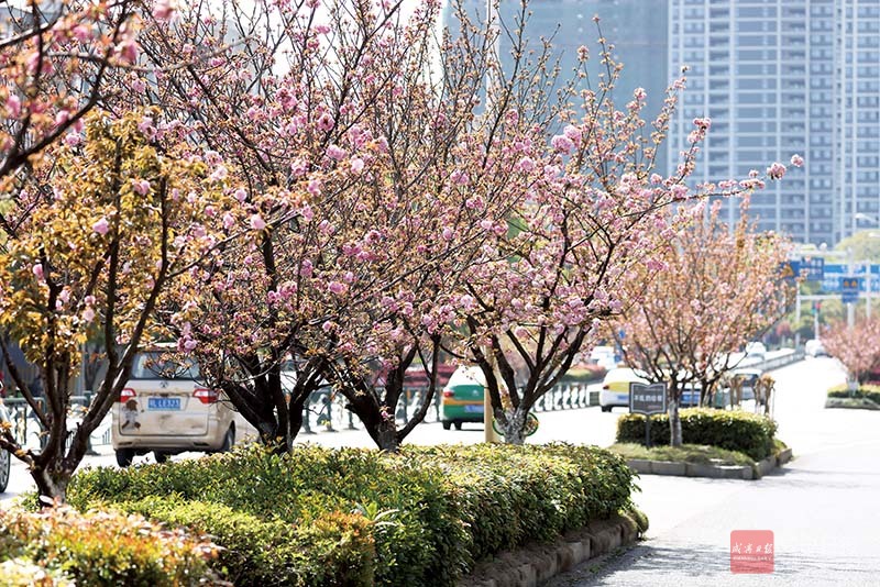 图文：行走长安大道打卡“花花世界”