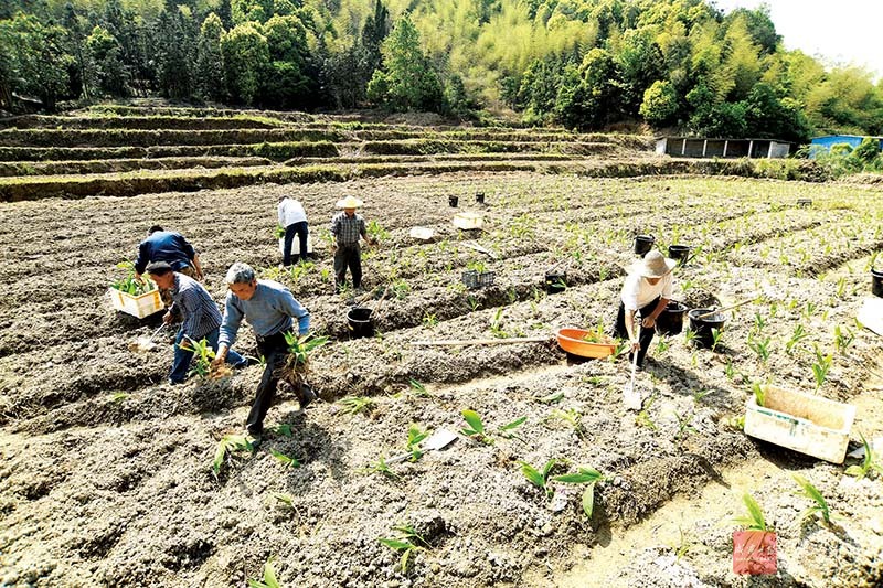 图文：发展药材基地 助脱贫户增收