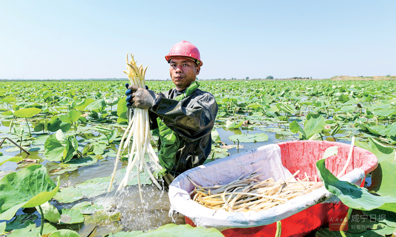 图文：藕带俏　藕农乐