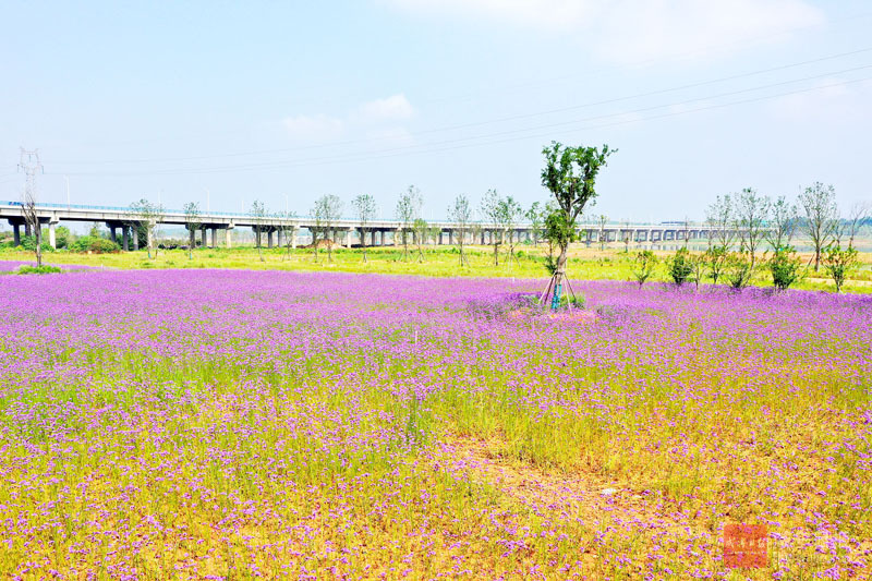 图文：大洲湖湿地盛放紫色花海