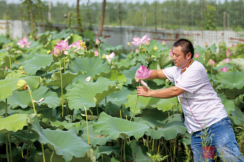 图文：当荷花遇上荷叶 清香远溢味自来