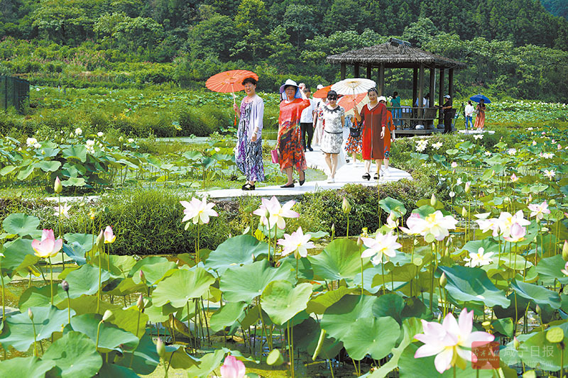 图文：荷花开游客来