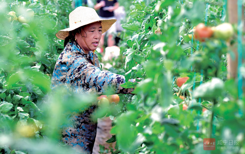 图文：蔬菜规模种植  带富一方百姓