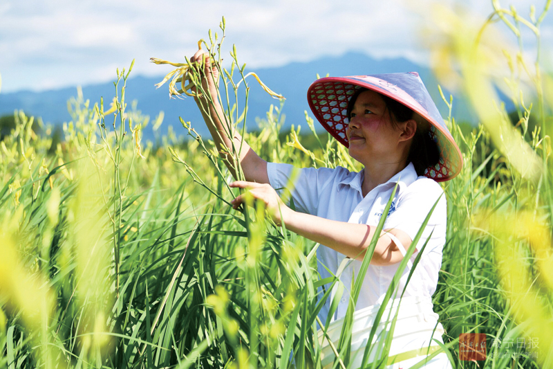 图文：采摘黄花菜