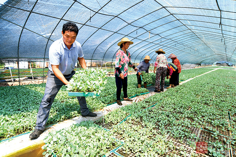 图文：漂浮育苗助力蔬菜秋种