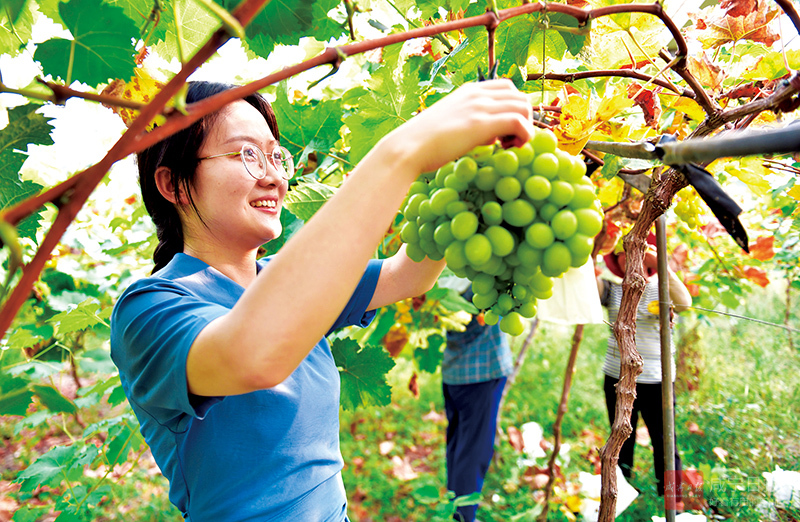 图文：特色水果促增收