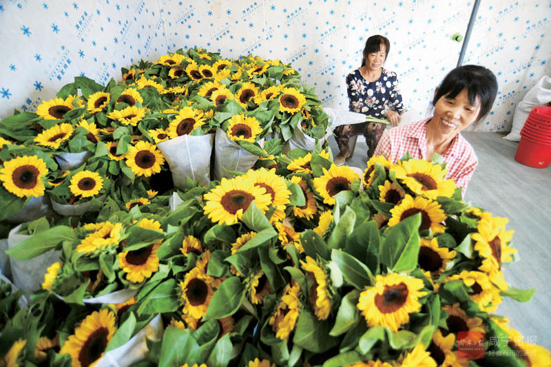 图文：鲜花铺就致富路