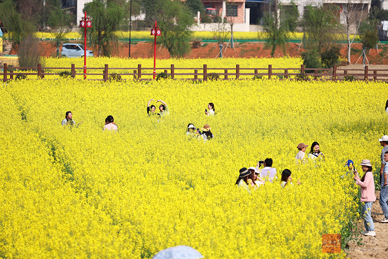 图文：油菜花开迎客来