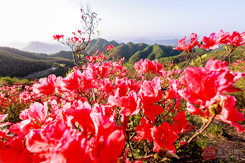 图文：大幕山杜鹃花开映山红