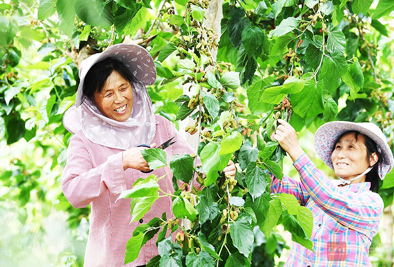 图文：特色种植促增收