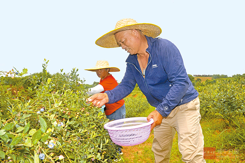 图文：蓝莓酸酸黄桃甜 硕果累累富农家