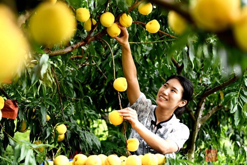 图文：农民喜摘  生态水果