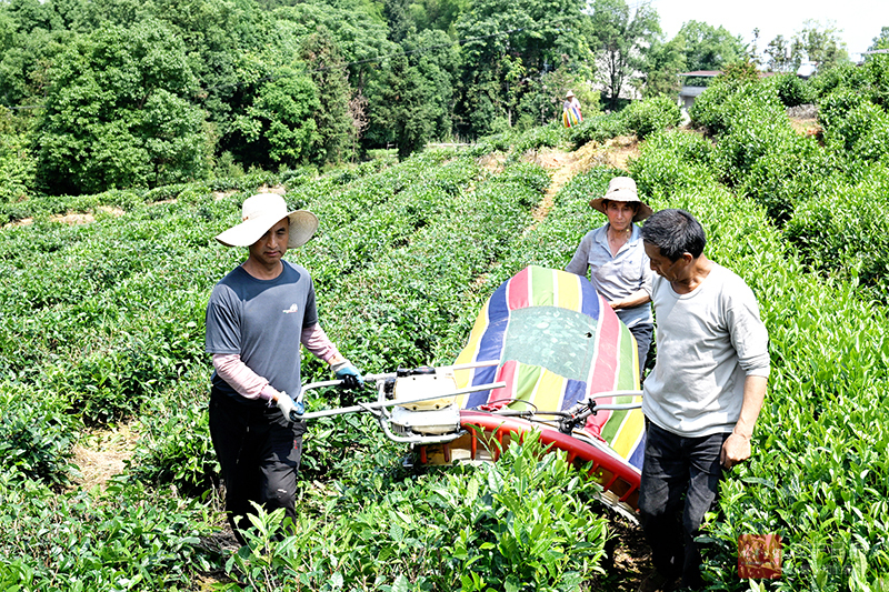 图文：机械采茶 提速增效