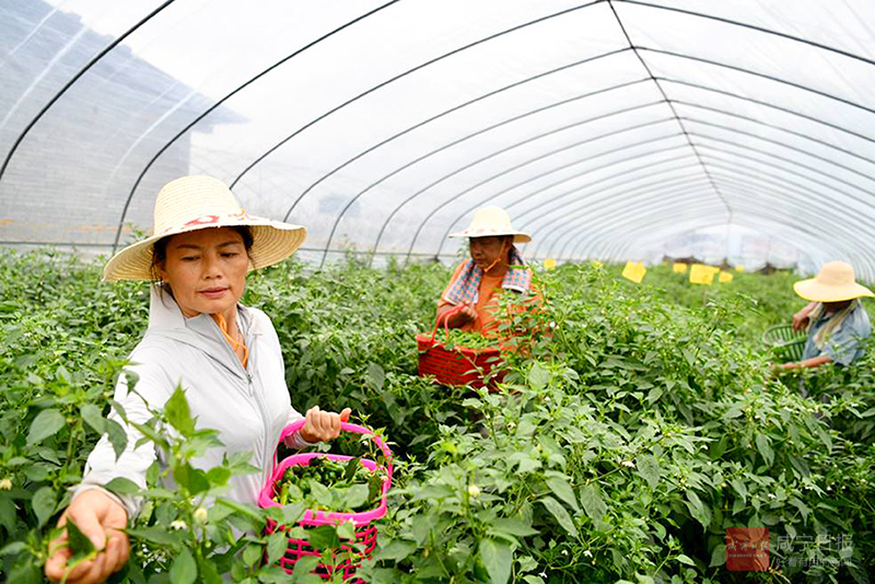 图文：种植绿色蔬菜 村民增收致富