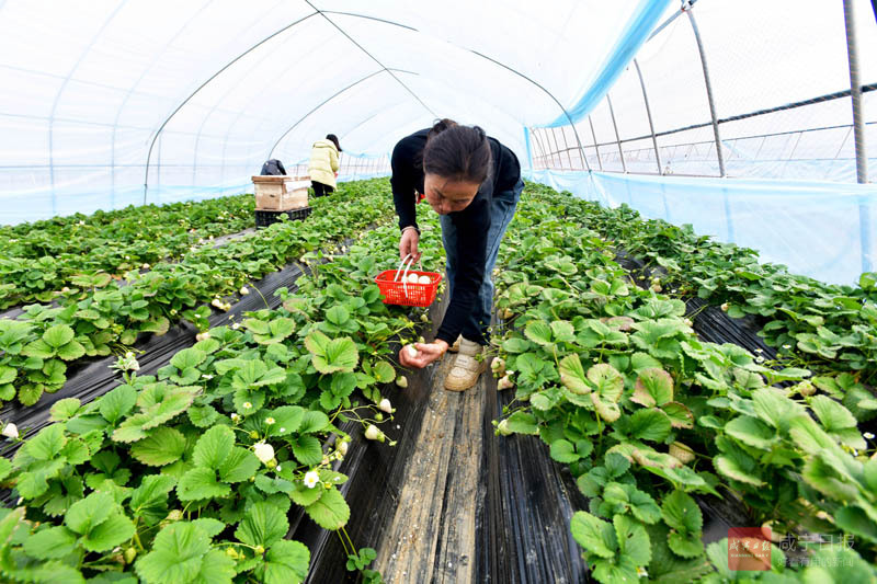 图文：草莓飘香迎客来