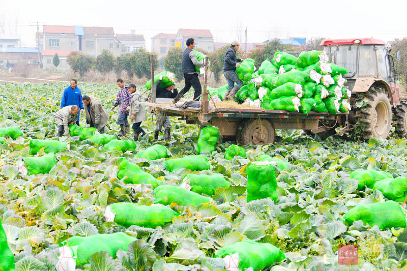 图文：包菜丰收