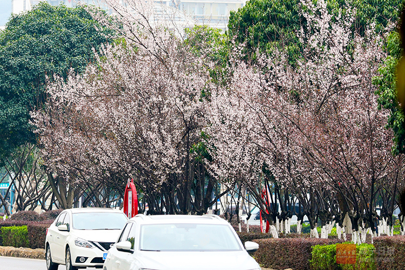 图文：春日画卷