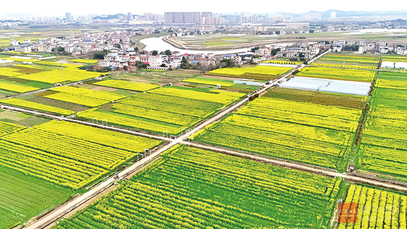 图文：油菜花海铺展金色画卷