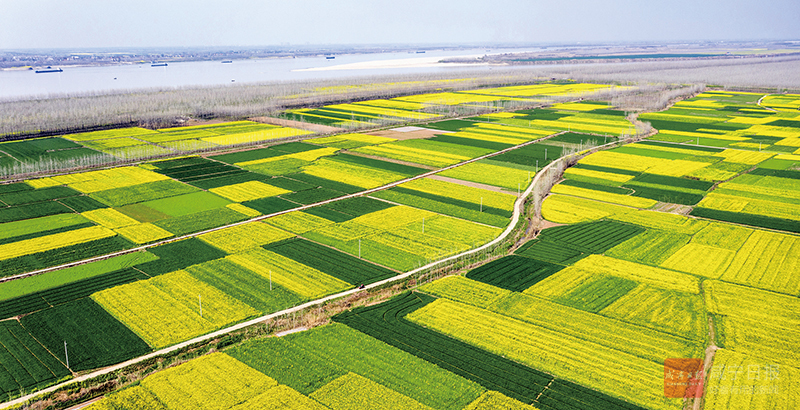 图文：油菜花海迎客来