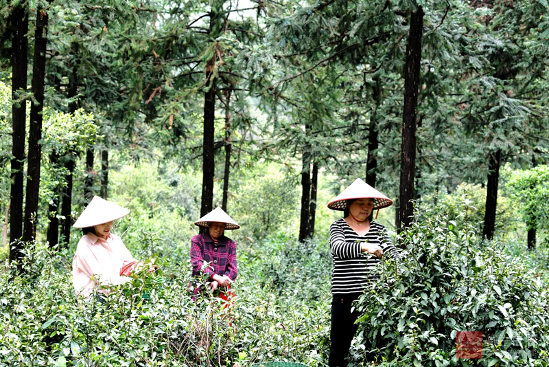 图文：漫山野茶拓富路