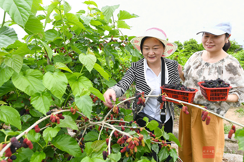 图文：桑葚飘香引客来