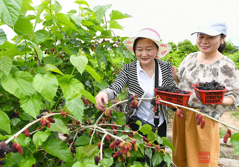图文：桑葚飘香 引客来