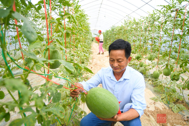 图文：西瓜上架 收益翻番