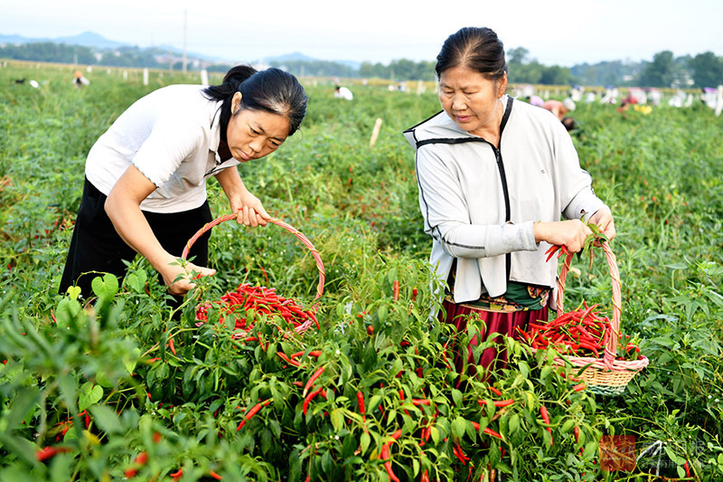 图文：辣椒种植促增收