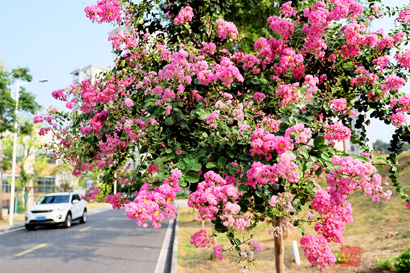 生如夏花1.jpg