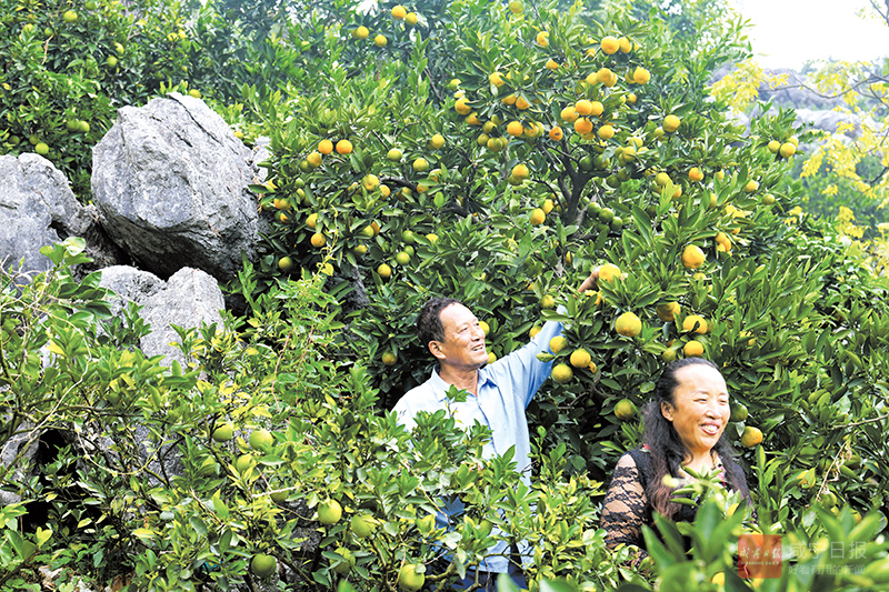 图文：慈口柑橘甜蜜上市