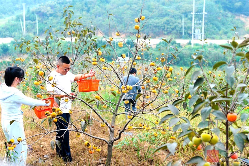 图文：脆甜柿熟引客来