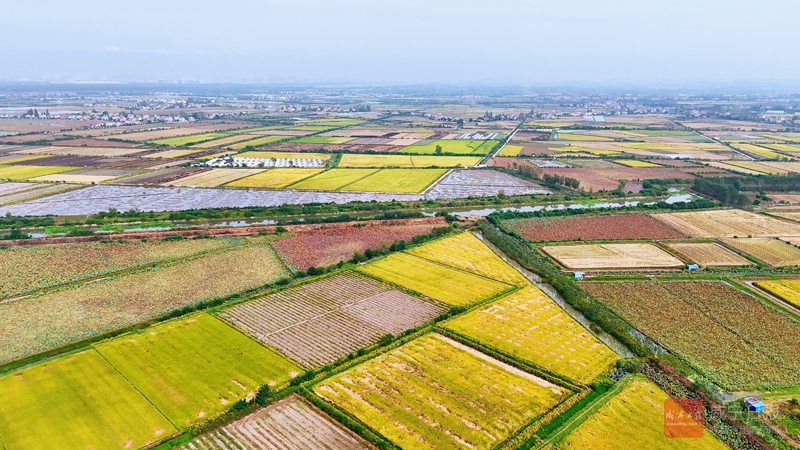 图文：田野丰景