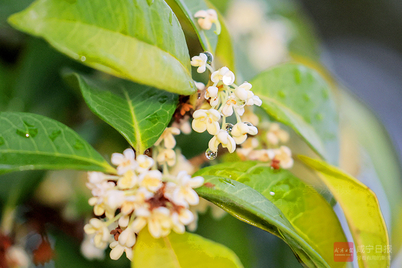 咸安又沁2.jpg