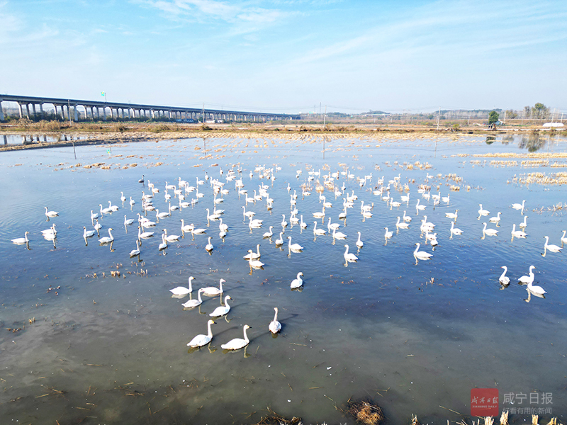 图文：向阳湖国家湿地公园冬日生态盛景