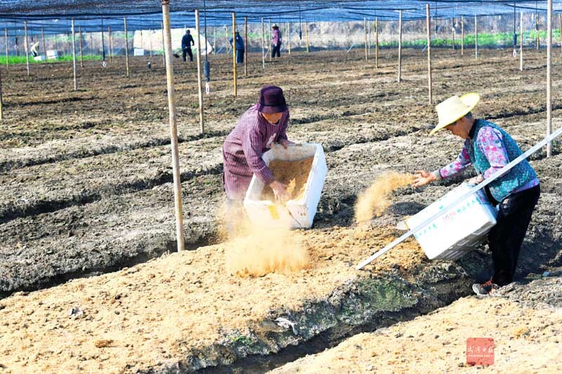 图文：药材基地覆“被”忙