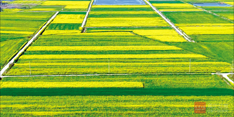 图文：2万亩油菜花绽放绘就乡村振兴新图景