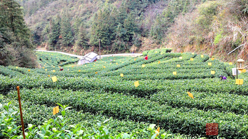 图文：茶山千行翠 绿叶富乡邻