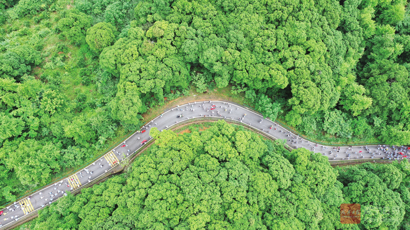 图文：通山·大畈枇杷旅游季 万亩枇杷千人竞跑