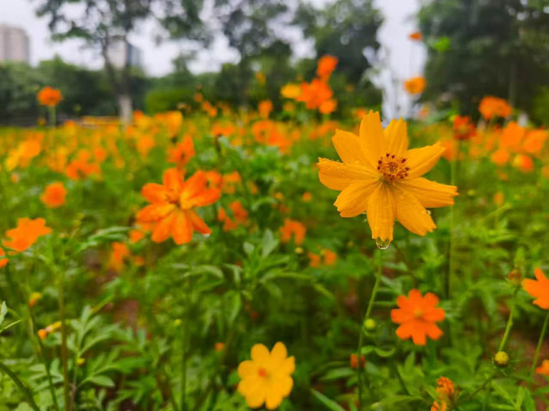 咸宁城区两片硫华菊花海绽放