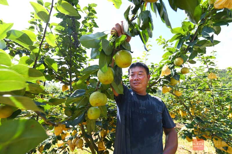 图文：闯王砂梨迎丰收