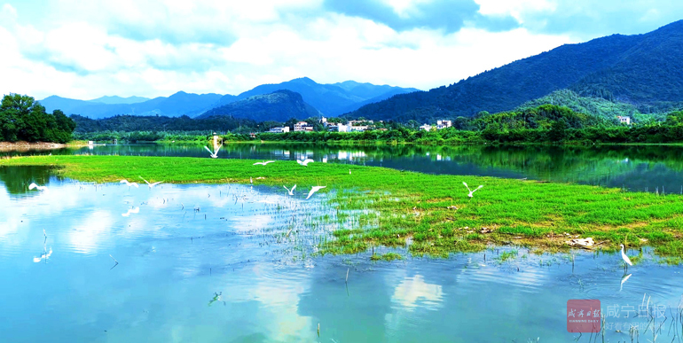 图文：生态赋能山水美 白鹭翩跹栖湖中