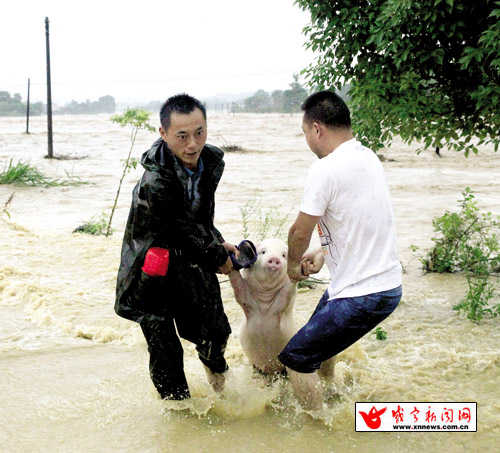 群众抢救被洪水冲走的猪