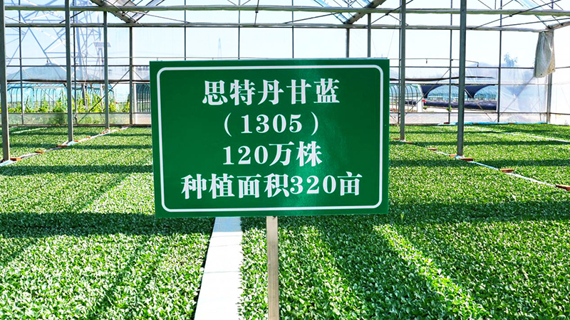 嘉魚(yú)科技賦能“蔬”寫(xiě)智慧農(nóng)業(yè)