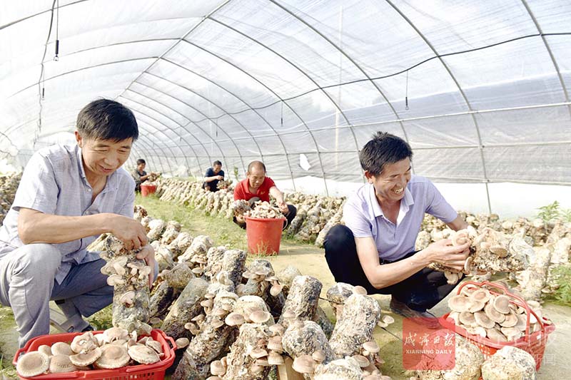 香菇撑开致富伞 通城食用菌种植户抱团发展记