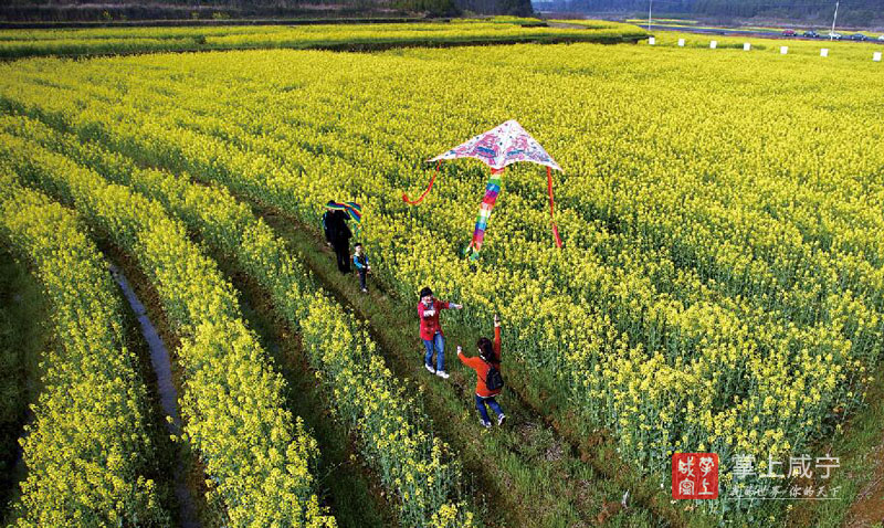 探春赏花乡村游--咸安区万亩油菜花海等你来