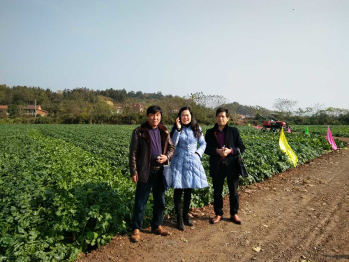 鄂东南高桥镇发展现代特色农业打造"萝卜小镇" - 咸宁